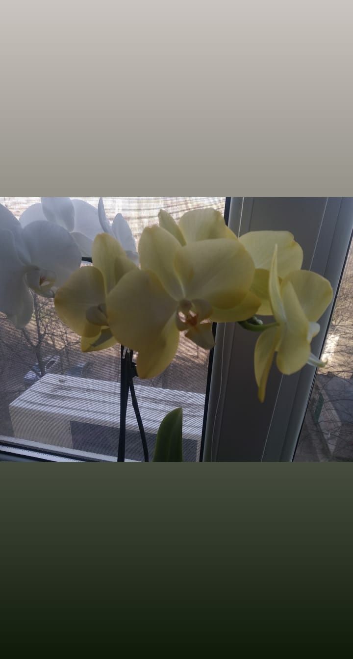 Орхидеи красотки