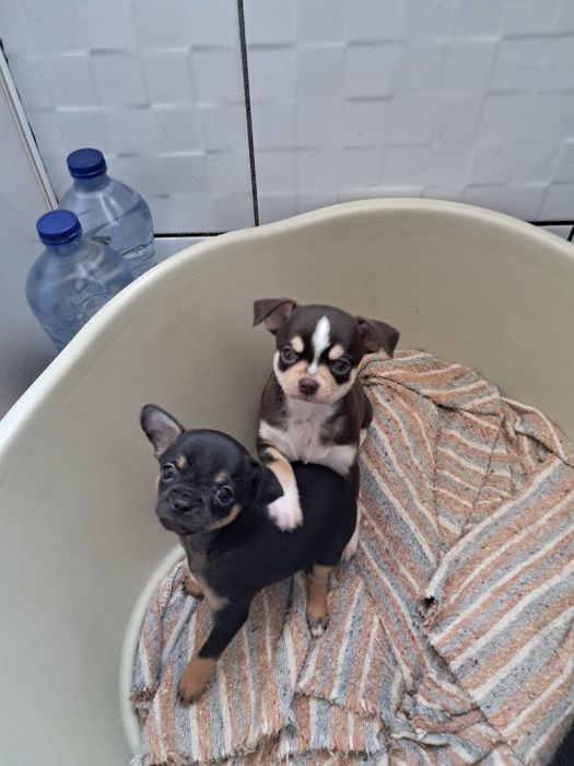 Macho da raça Chihuahua, muito pequena