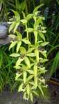 Orquidea verde e negra.