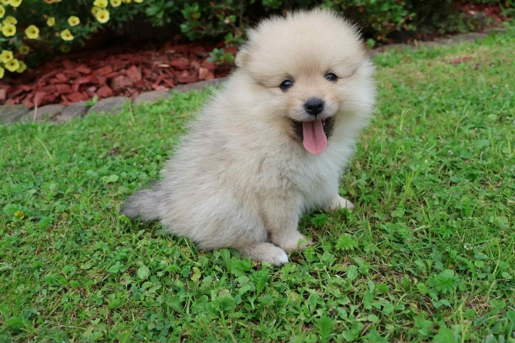 Szpic miniaturowy pomeranian z Rodowodem