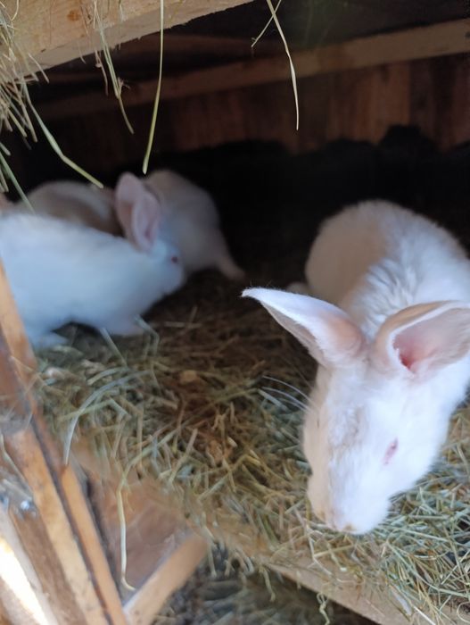 Sprzedam króliki termondzkie samce