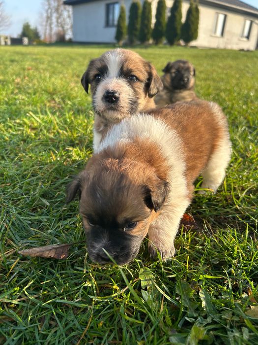 Szczenięta oddam w dobre ręce