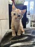 Котенок мальчик 1 месяц