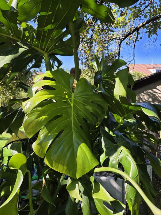 Monstera * piękne liście * 1.7m×1.5m