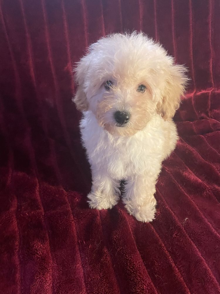 Menino caniche mini