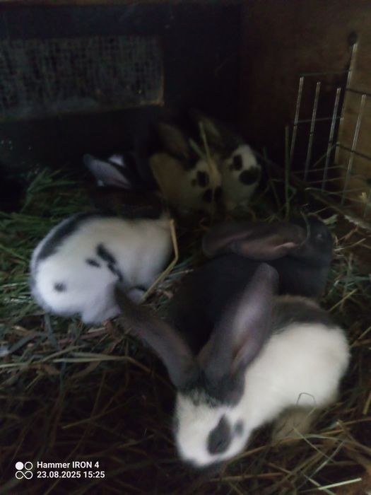 Króliki olbrzym srokacz