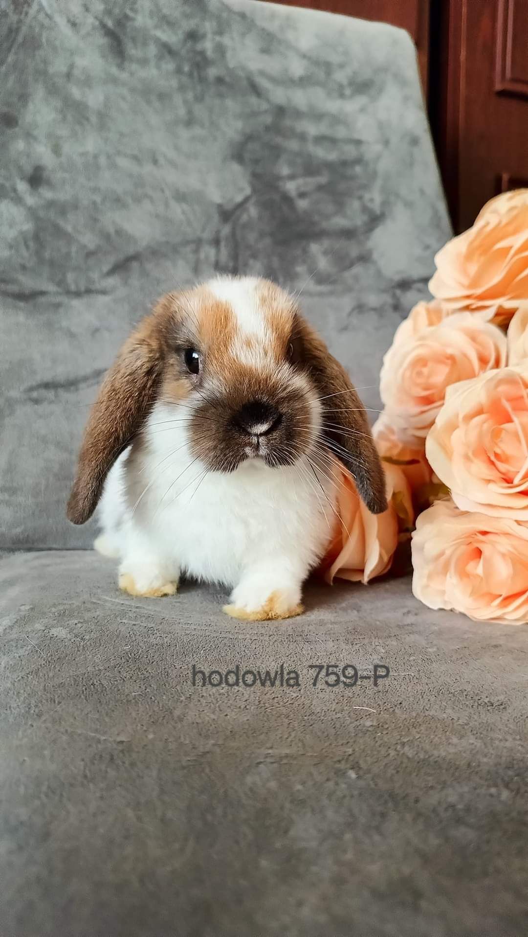 Mini lop króliki karzełek baranek miniaturkaHODOWLA