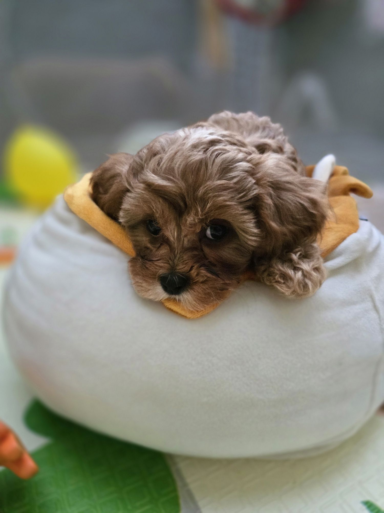 Cavapoo / chłopczyk