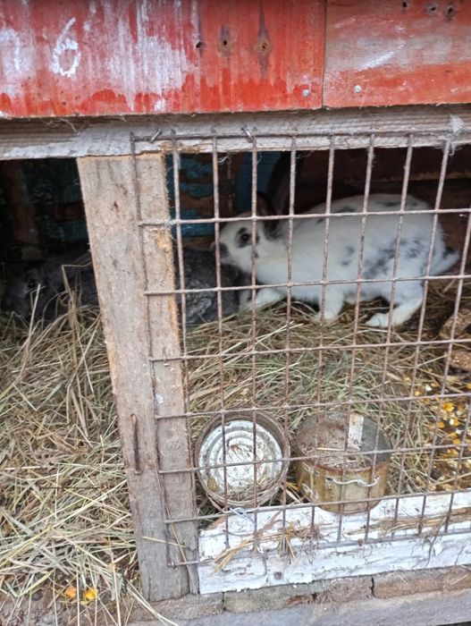 Продам кролів на плід