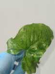 syngonium mojito