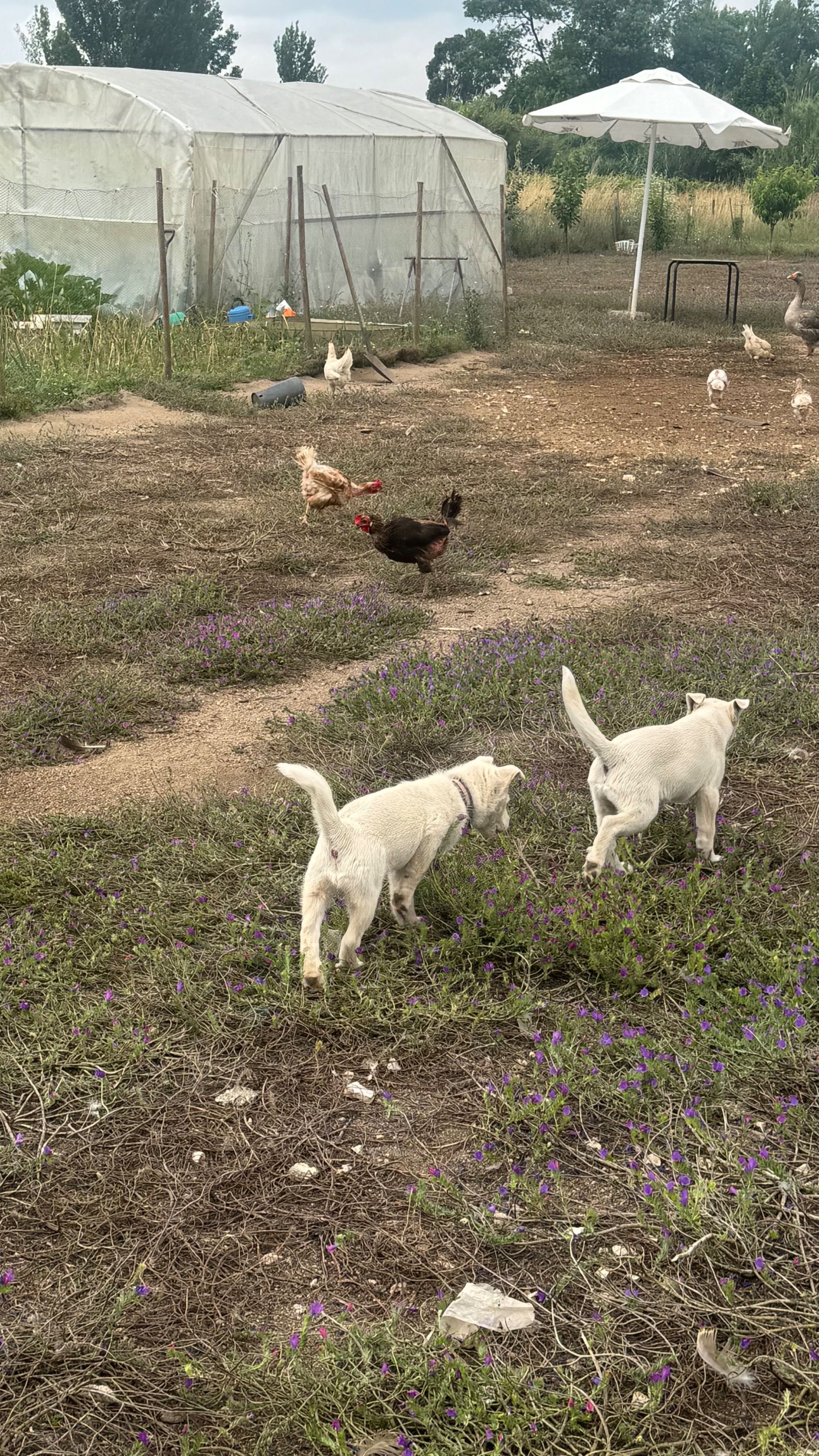 ovos orgânicos……