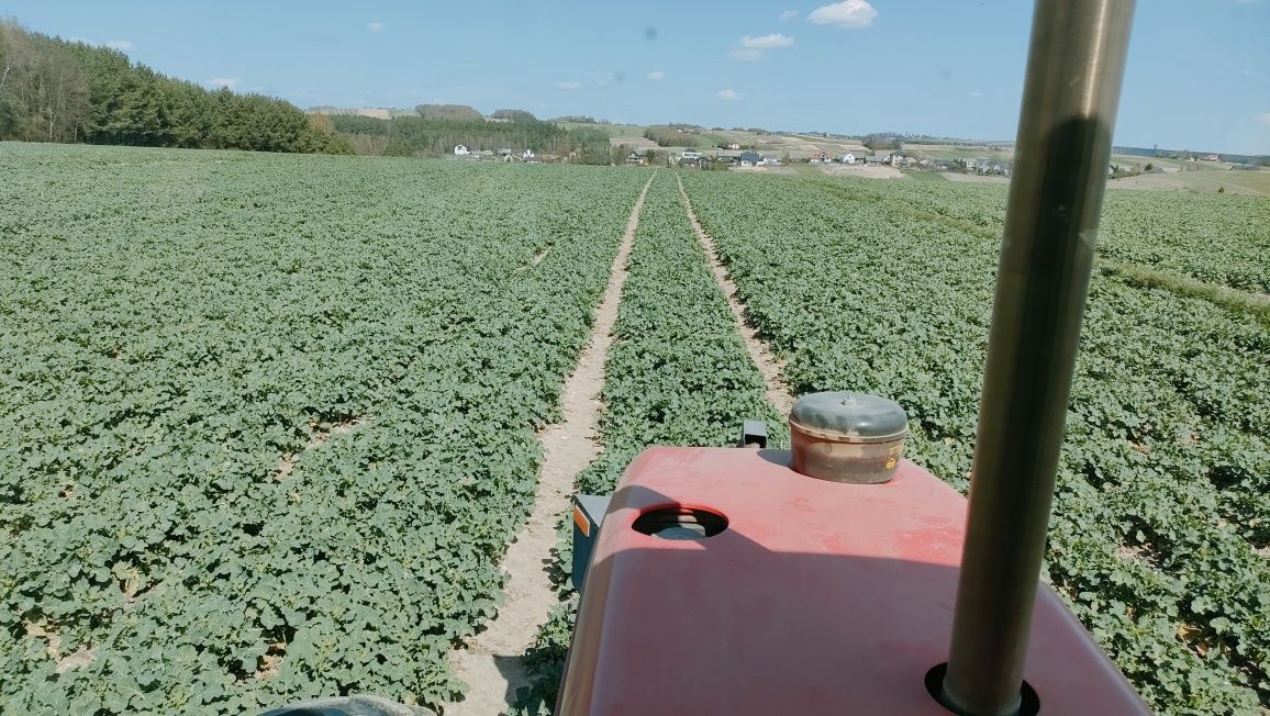 Rzepak na poplon dla gołębi 2025