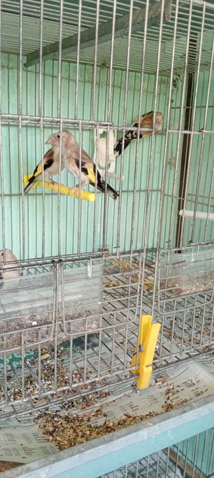 Tenho para ceder alguns pássaros