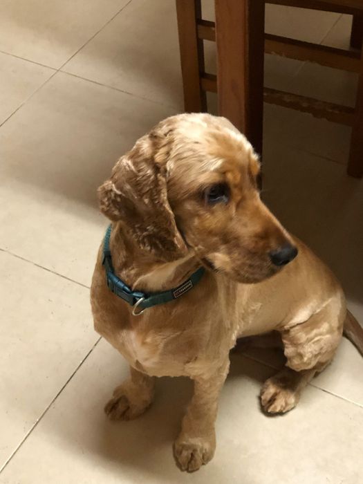 Woodie- cachorro cocker spaniel ingles para adoção