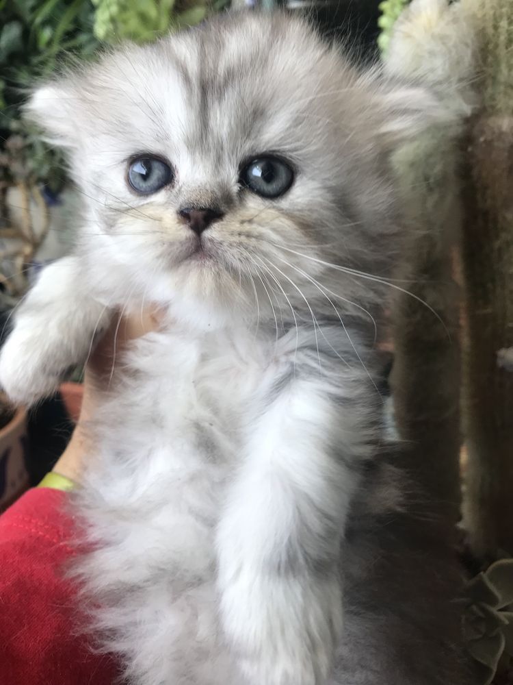 Gatinho persa bébé lindo