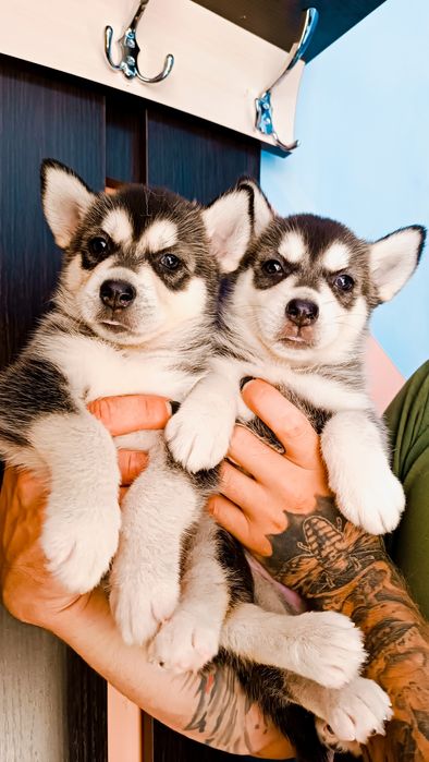 Сибірський хаскі! Красені