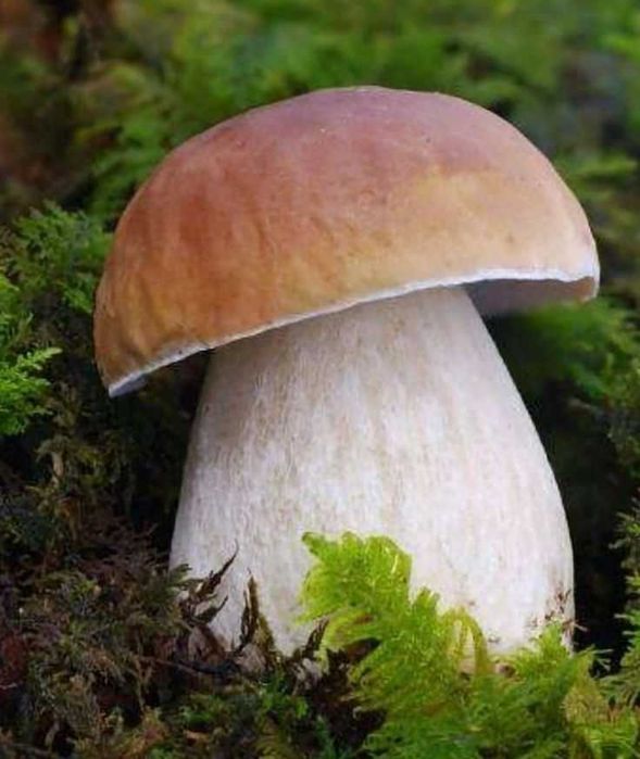 Cogumelos silvestres (boletos) prontos a cozinhar