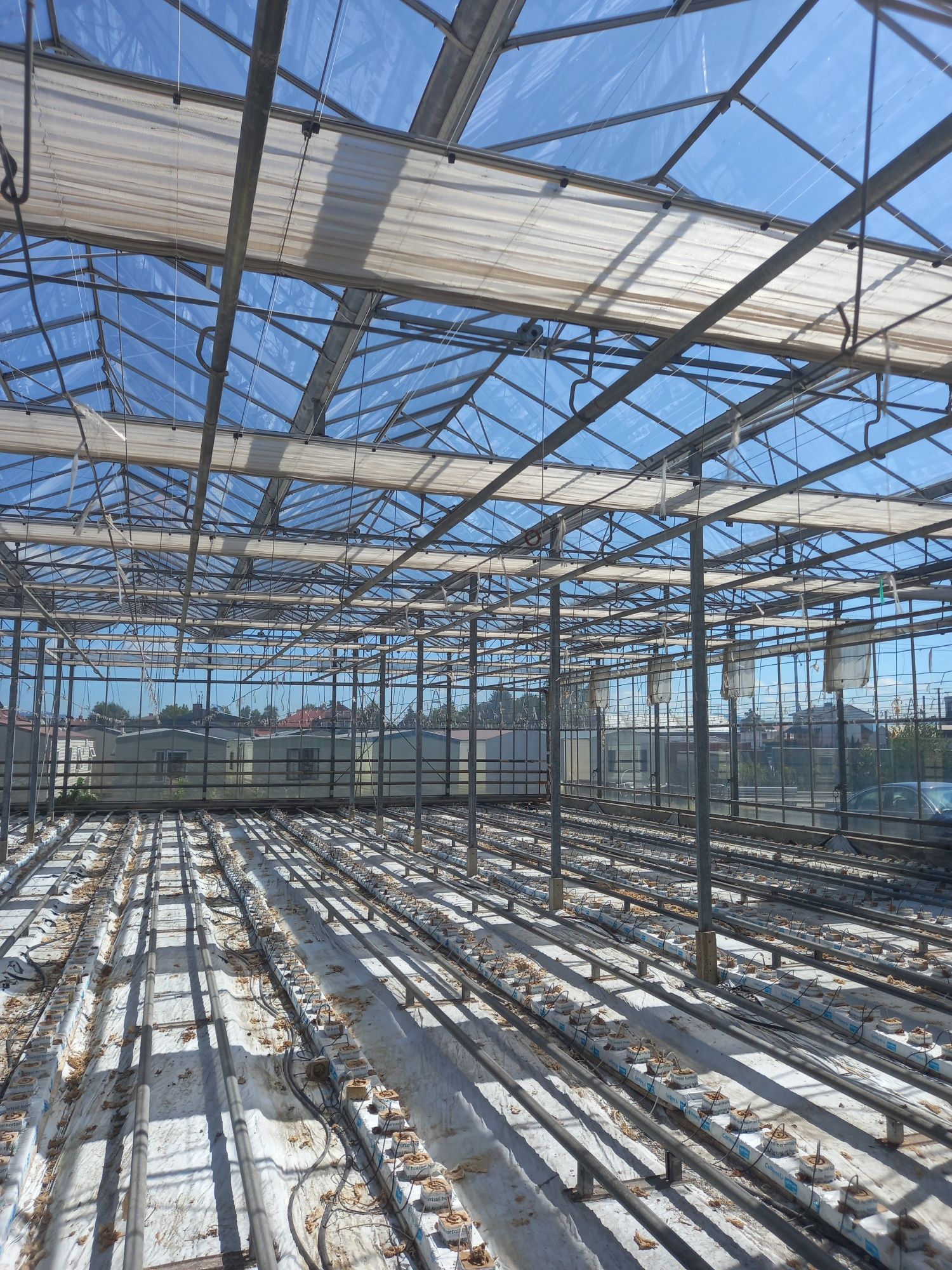 Szklarnia venlo 2700m2 holenderka