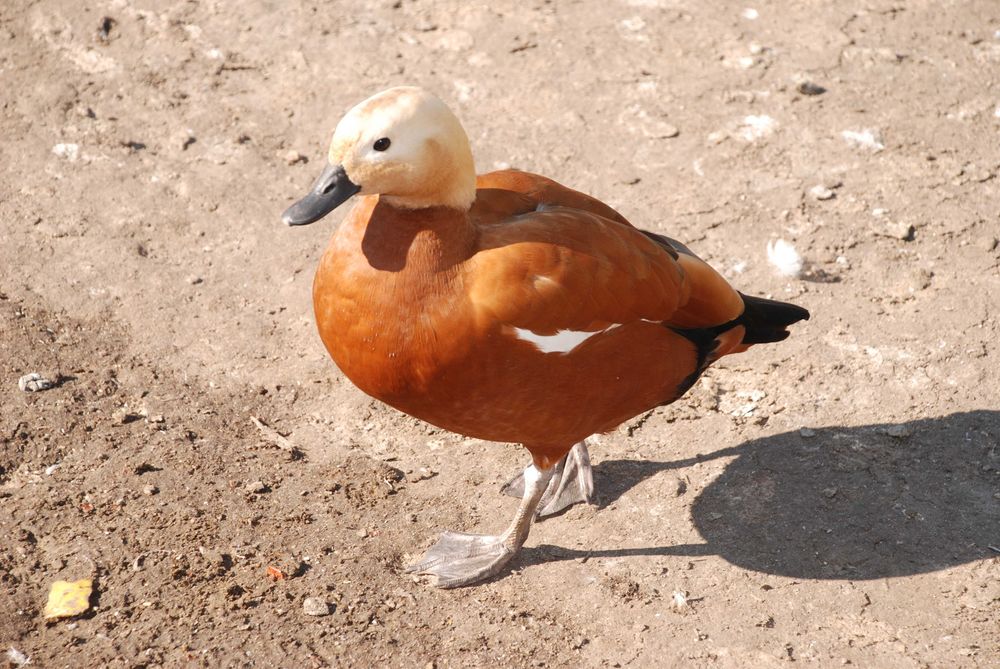 Сформована пара качок, статевозрілі молоді руді качки, червоні качки