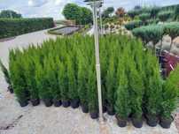 Tuja szmaragd 90cm. PRODUCENT w donicy 3 l Dowóz