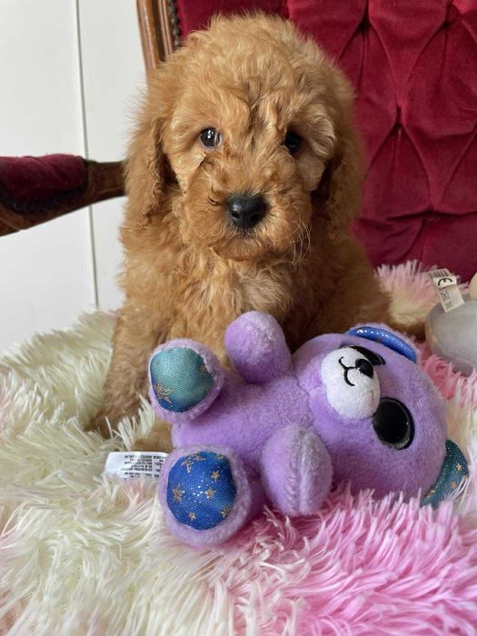 Pudel apricot suczka miniatura