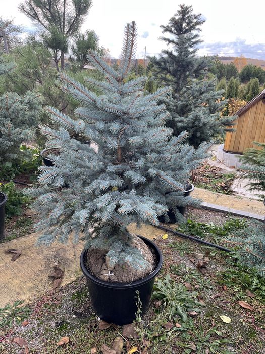 Сосни та ялинки в горщиках