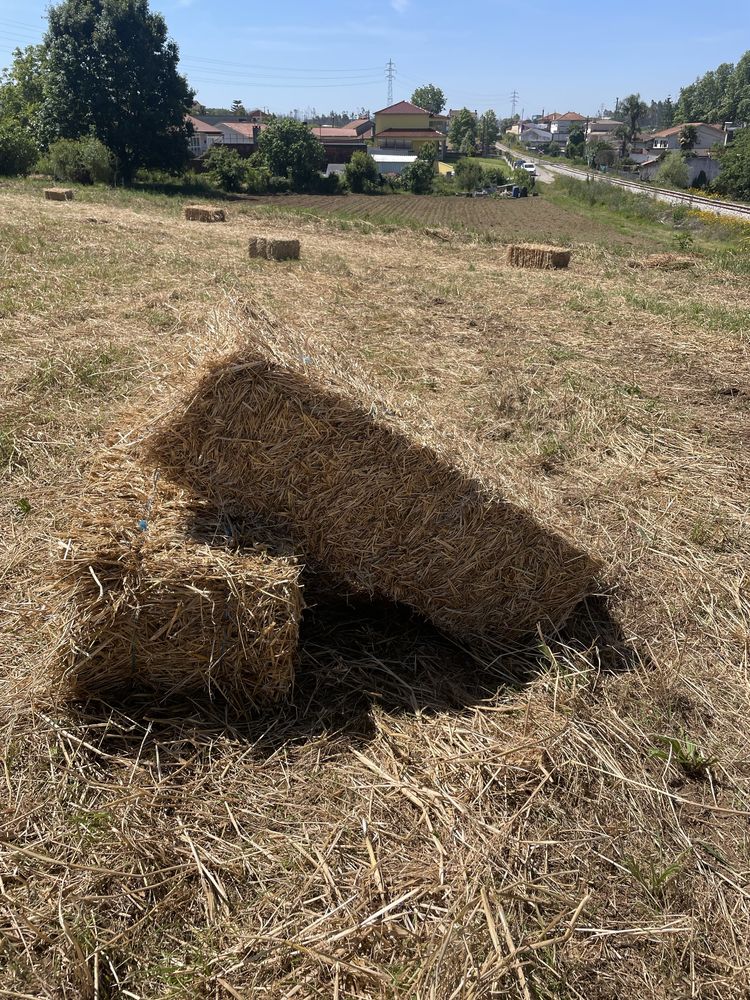 Palha de azevem de alta qualidade