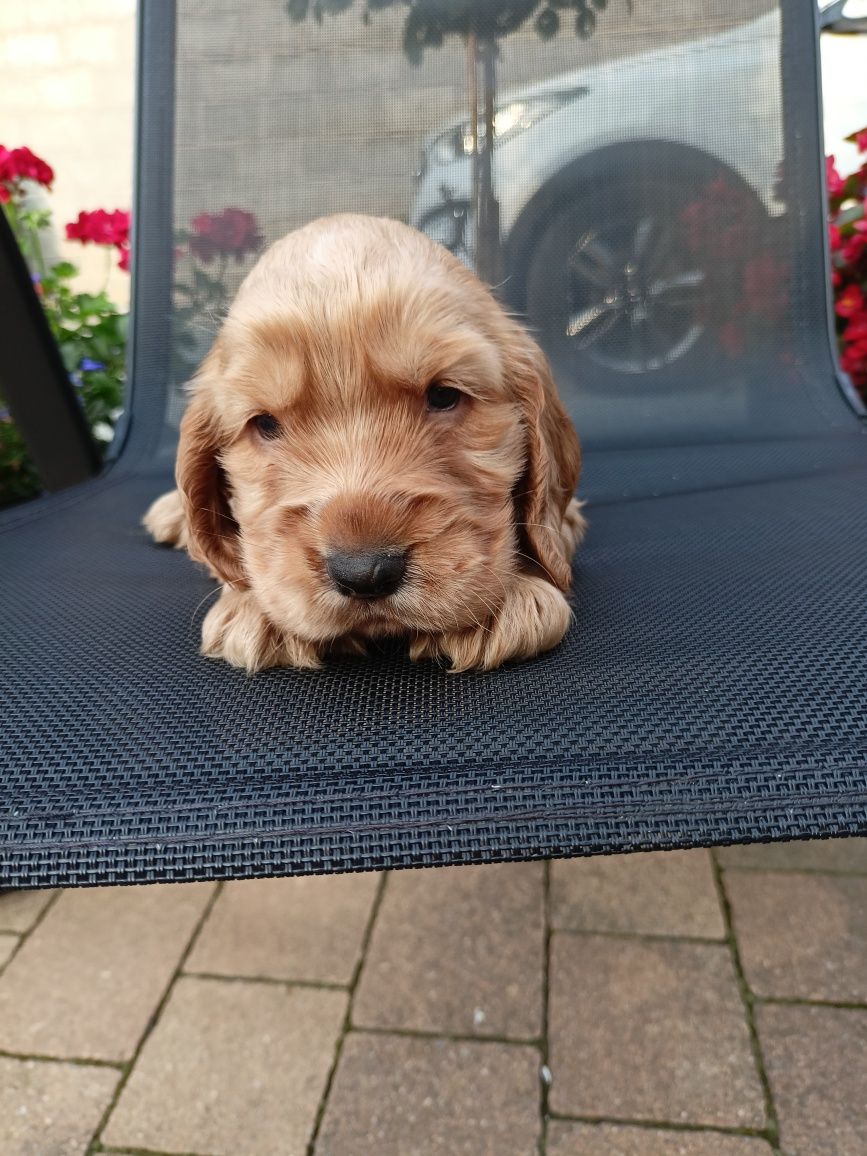 Cocker spaniel angielski