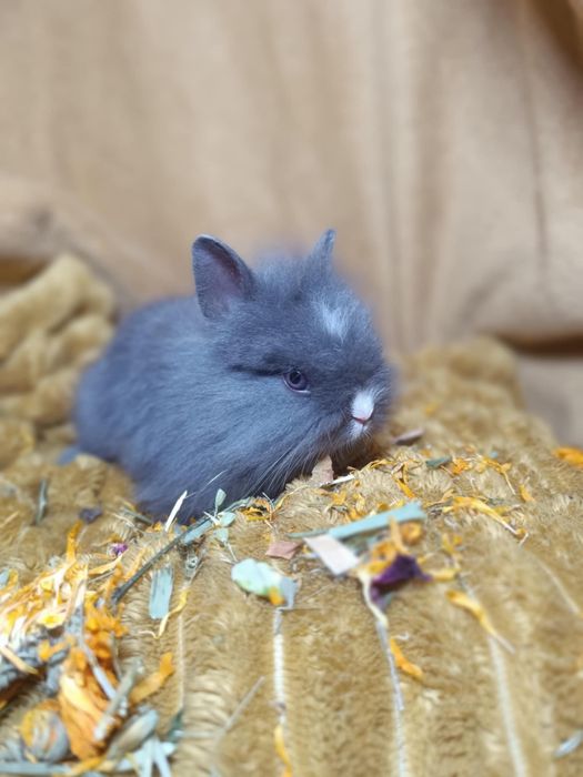 Piękny samczyk królika miniaturki