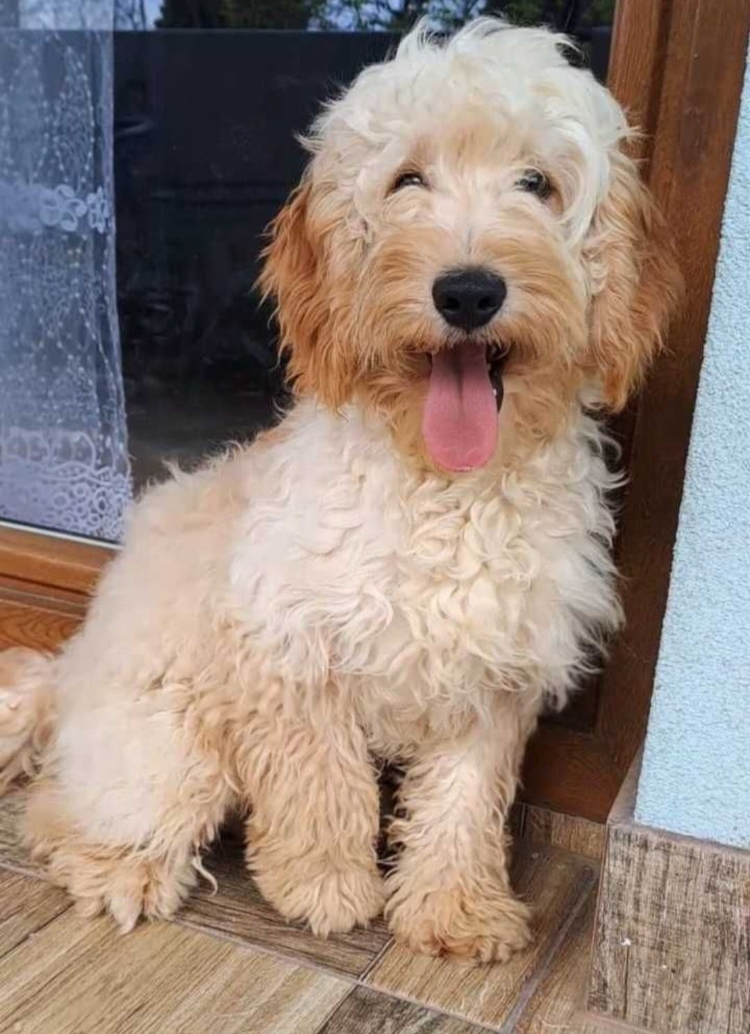 Cockapoo Cocker Spaniel/Pudel