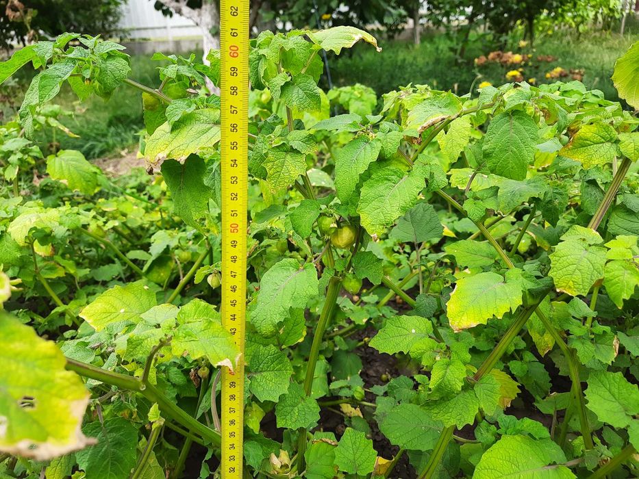 Насіння суничного фізалісу