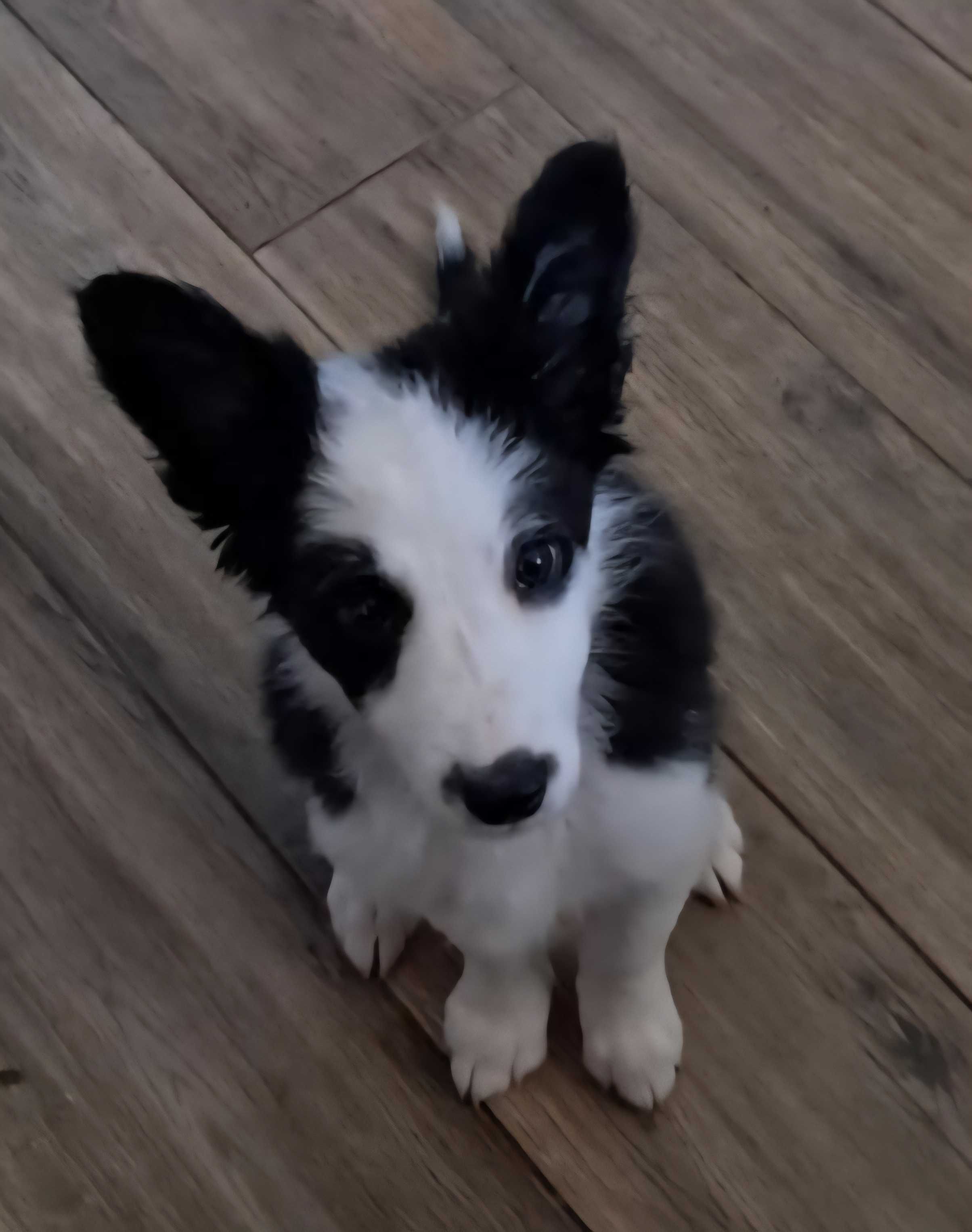 Szczenię Border Collie Kutno