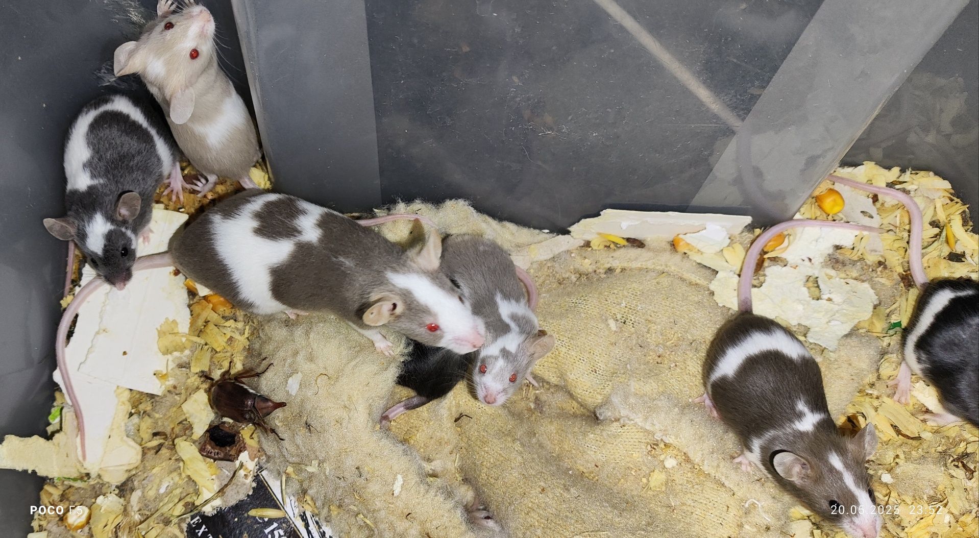 mysz domowa mus musculus