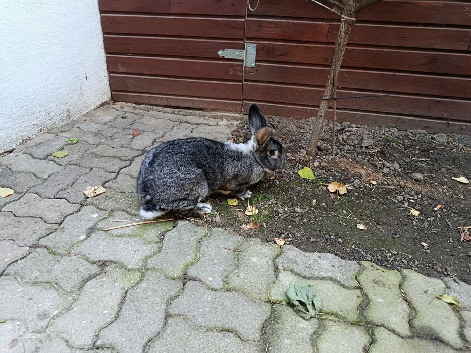 Królik Samica Szynszyla
