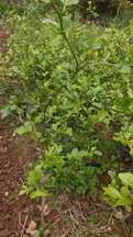 Citrinos trifoliate-orange
