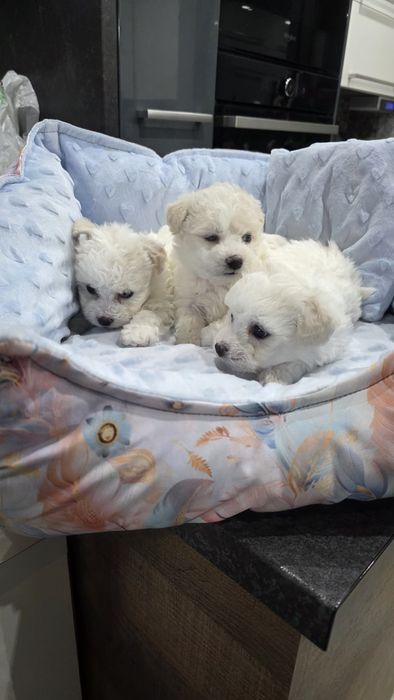 Bichon frise suczka  FCI ZKwP