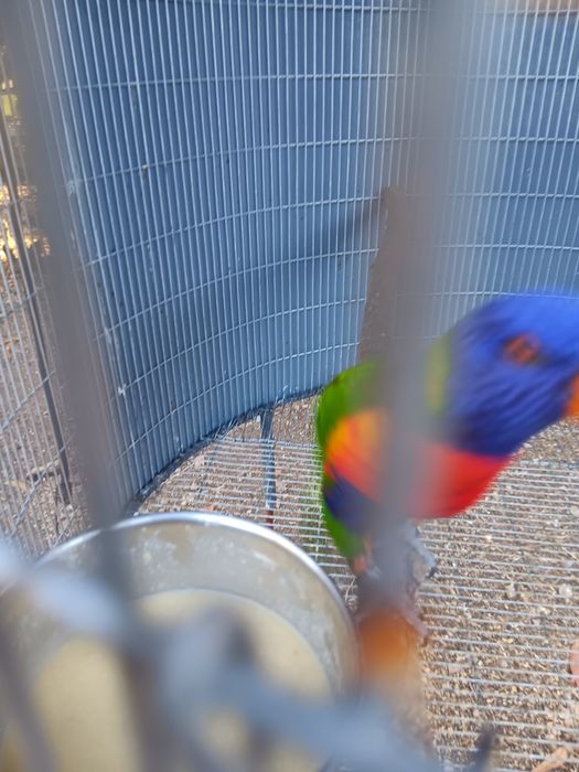 Loris para criara a mão