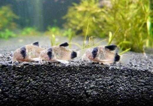 Kirysek panda Corydoras panda