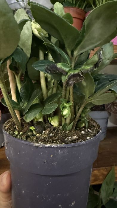 Морозник епіпремнум спатіфілум сциндапсус антуріум