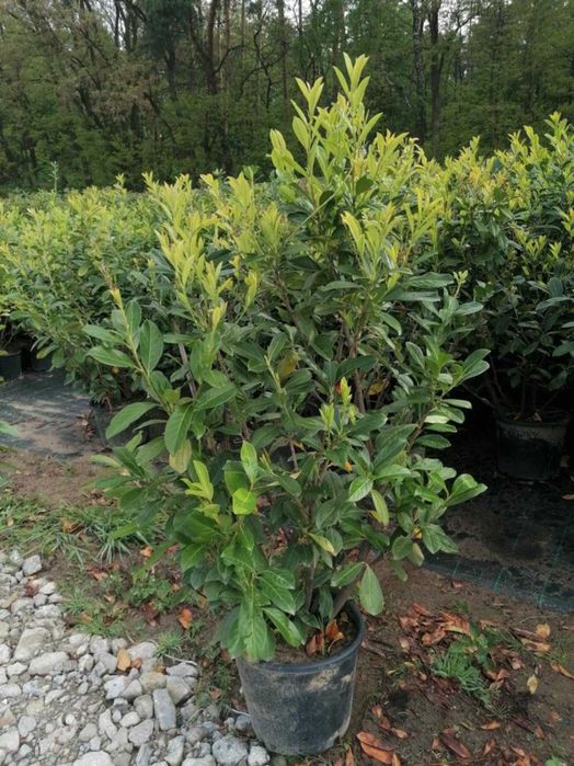 Laurowiśnia 170cm Genolia Elly Herbergia Caucasika dowóz pod dom