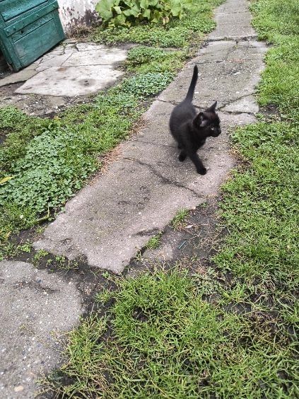 Oddam kotkę nauczoną do ludzi