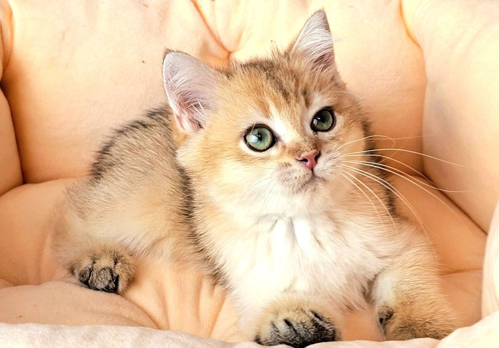 Продажа  котика в домашние  любимцы