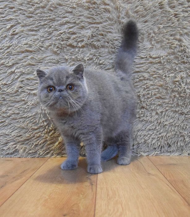 Kocurek egzotyczny krótkowłosy