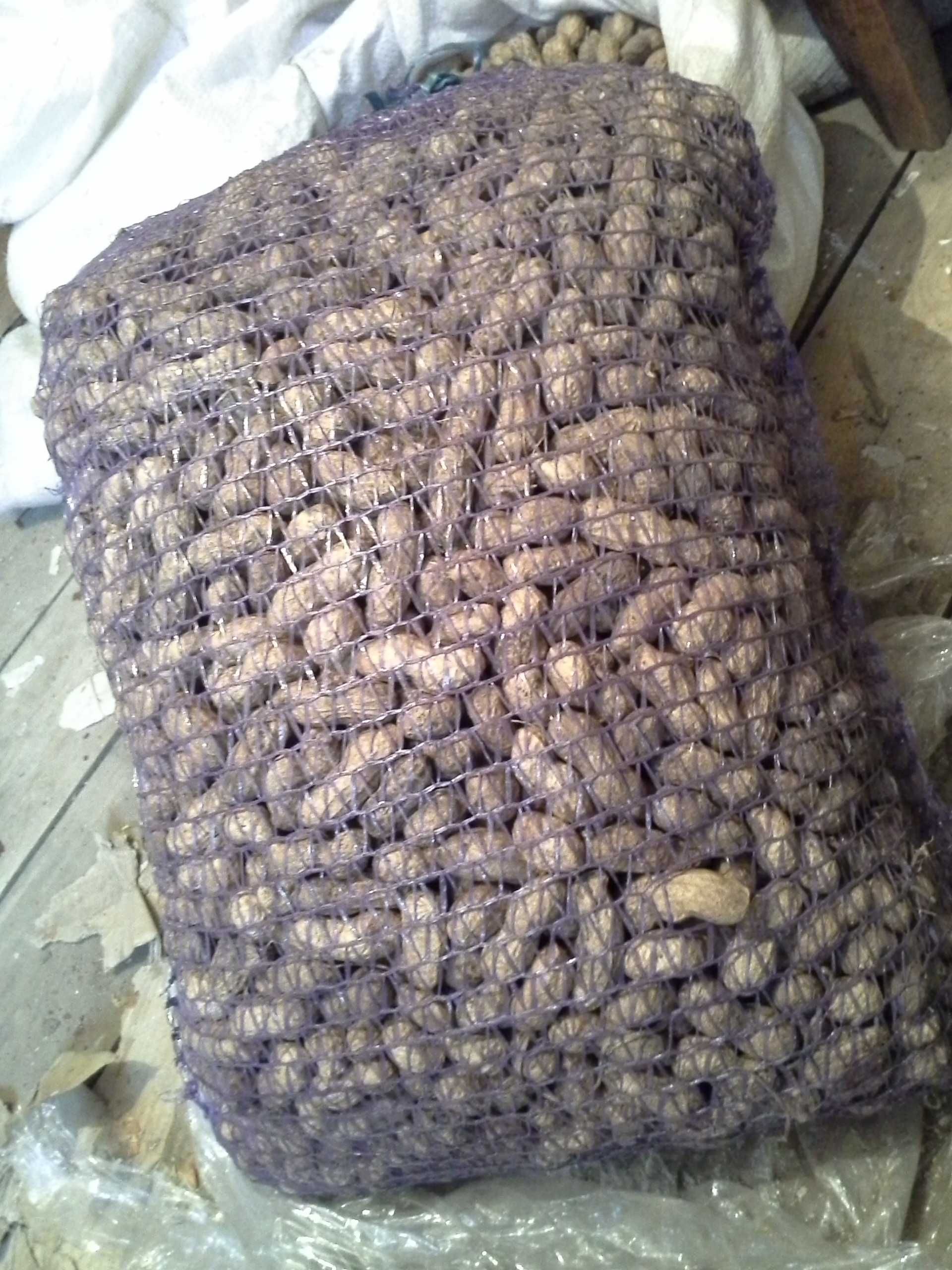 Домашний аклиматизированный арахис, 2 сорта.