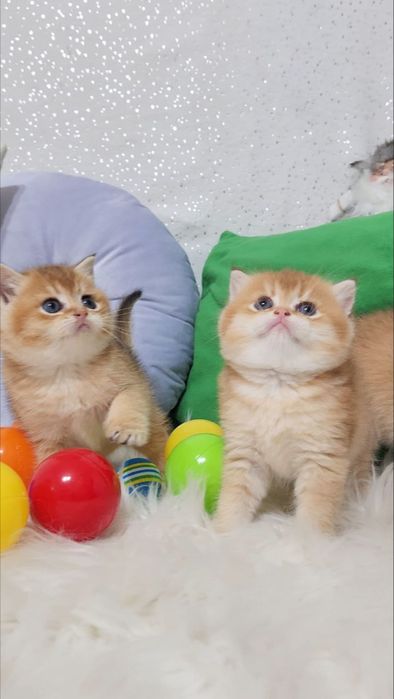 Малюки Шотландці золота шиншила 2 місяці