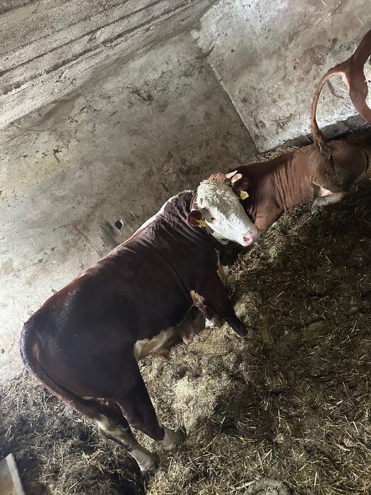 Buhaje rozpłodniki Hereford 100%