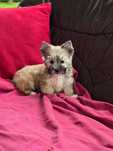 Suczka mini Yorkshire terrier