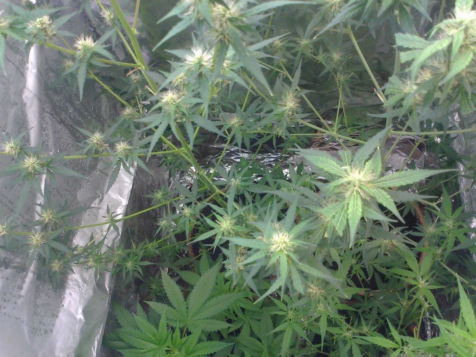 Sourdough Kush 10g THC CBC CBN CBL Cannabis Flos Susz Roślinny Topy