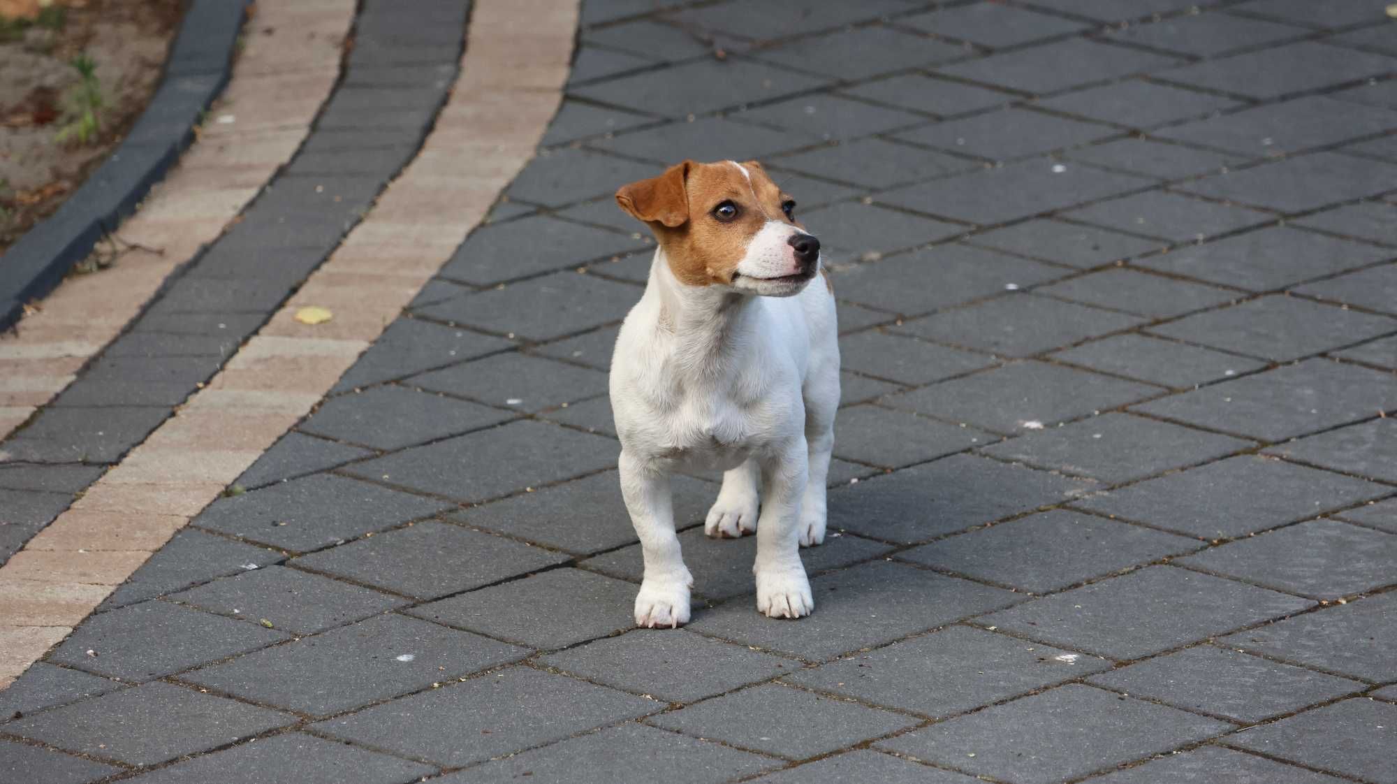 Sympatyczny , nieduży piesek Jack Russell Terrier ZKwP FCI