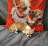 Chihuahua tricolor malutka suczka z rodowodem